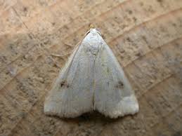 Attēlu rezultāti vaicājumam “Rivula sericealis”