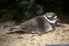 Attēlu rezultāti vaicājumam “Charadrius hiaticula”