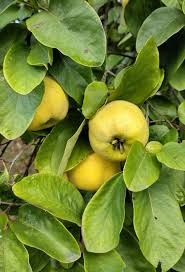 Attēlu rezultāti vaicājumam “Cydonia oblonga fruit”