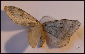 Attēlu rezultāti vaicājumam “Epirrita sp.”