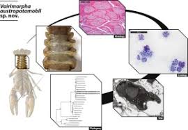 Attēlu rezultāti vaicājumam “Badhamia affinis var. microspora macro”