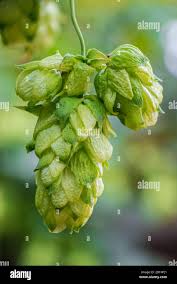 Attēlu rezultāti vaicājumam “Humulus lupulus bud”