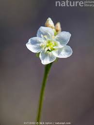 Attēlu rezultāti vaicājumam “Drosera anglica flower”