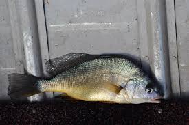 Image result for Aplodinotus grunniens