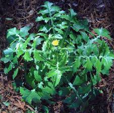 Attēlu rezultāti vaicājumam “Sonchus asper leaf”