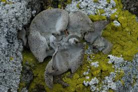 Attēlu rezultāti vaicājumam “Dermatocarpon miniatum”