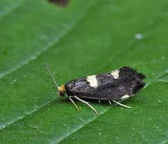 Attēlu rezultāti vaicājumam “Incurvaria oehlmanniella”