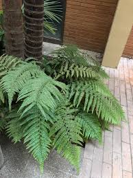 Attēlu rezultāti vaicājumam “Dryopteris filix-mas”