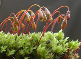 Attēlu rezultāti vaicājumam “Bryum neodamense”