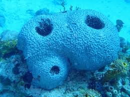 Attēlu rezultāti vaicājumam “Spongia”