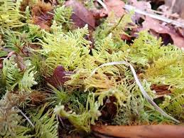 Attēlu rezultāti vaicājumam “Anastrophyllum hellerianum”