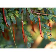 Attēlu rezultāti vaicājumam “Caragana arborescens fruit”