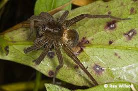 Attēlu rezultāti vaicājumam “Pisauridae”