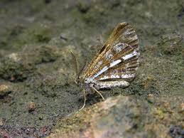 Attēlu rezultāti vaicājumam “Bupalus piniaria”