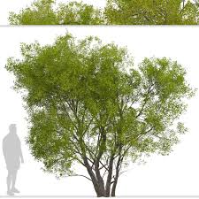 Attēlu rezultāti vaicājumam “Salix x fragilis”