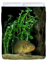 Image result for Tinca tinca