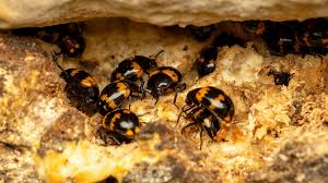 Attēlu rezultāti vaicājumam “Diaperis boleti”