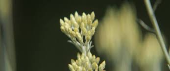Attēlu rezultāti vaicājumam “Helichrysum arenarium bud”