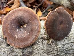 Attēlu rezultāti vaicājumam “Basidiodendron”