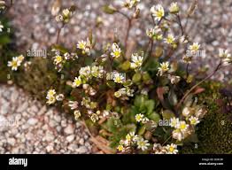 Attēlu rezultāti vaicājumam “Erophila verna flower”