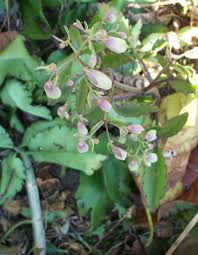 Image result for life flower