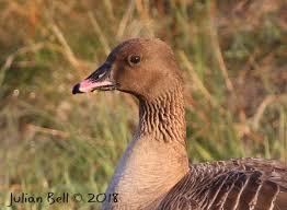 Attēlu rezultāti vaicājumam “Anser brachyrhynchus adult”