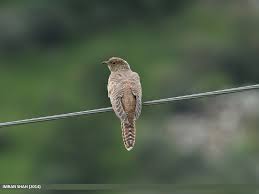 Attēlu rezultāti vaicājumam “Cuculus canorus juvenile”