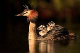 Attēlu rezultāti vaicājumam “Podiceps cristatus juvenile”