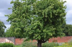 Attēlu rezultāti vaicājumam “Malus domestica”