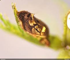 Attēlu rezultāti vaicājumam “Diderma subincarnatum”