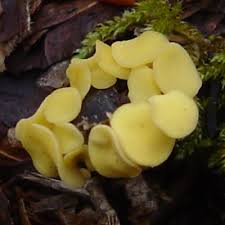 Attēlu rezultāti vaicājumam “Hymenoscyphus calyculus”