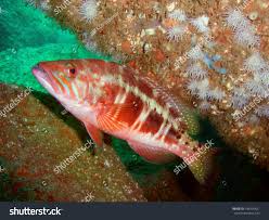 Image result for Serranus atricauda