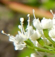 Attēlu rezultāti vaicājumam “Chaerophyllum aromaticum flower”
