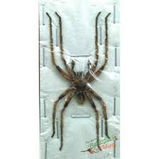 Attēlu rezultāti vaicājumam “Sparassidae”