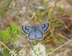 Attēlu rezultāti vaicājumam “Phengaris arion upperside”