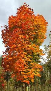 Attēlu rezultāti vaicājumam “Acer platanoides”