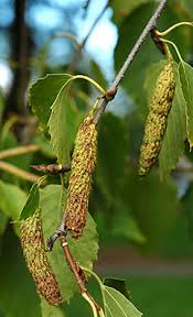 Attēlu rezultāti vaicājumam “Betula papyrifera leaf”