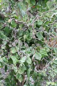 Attēlu rezultāti vaicājumam “Corylus avellana”