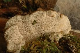 Attēlu rezultāti vaicājumam “Gloeophyllum trabeum”