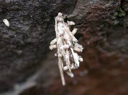 Attēlu rezultāti vaicājumam “Psyche casta larva”