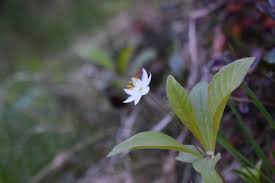 Attēlu rezultāti vaicājumam “Trientalis europaea leaf”