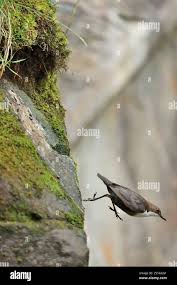 Attēlu rezultāti vaicājumam “Cinclus cinclus adult”