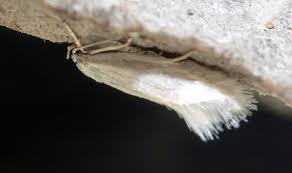 Attēlu rezultāti vaicājumam “Elachista argentella”