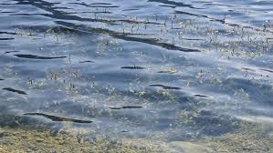 Attēlu rezultāti vaicājumam “Potamogeton lucens”