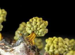 Attēlu rezultāti vaicājumam “Physarum luteolum spores”