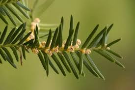 Attēlu rezultāti vaicājumam “Taxus baccata male flower”