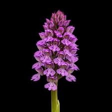 Attēlu rezultāti vaicājumam “Orchis militaris”