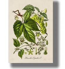 Attēlu rezultāti vaicājumam “Humulus lupulus”