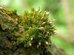 Attēlu rezultāti vaicājumam “Homomallium incurvatum sporophyte”