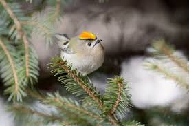 Attēlu rezultāti vaicājumam “Regulus regulus adult”